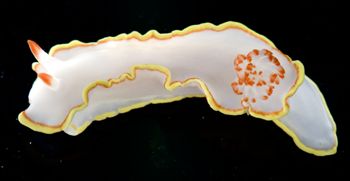 Media type: image;   Malacology 381343
